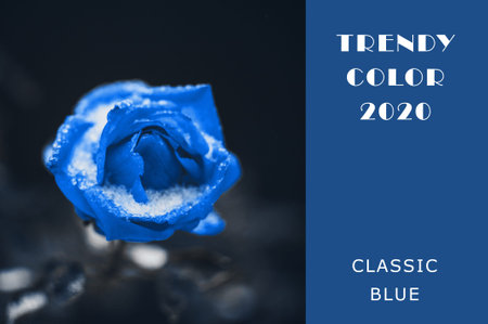 Rose in early spring in the snow in classic blue. Trendy contrasting background for design. Copy...
