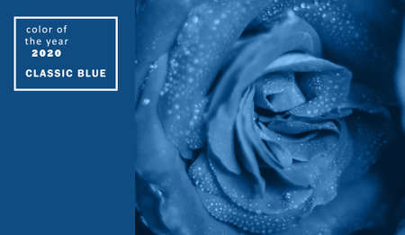 rose bud macro photo in classic blue color. Fashionable tinted and contrasting background for design. Copy spaceの写真素材