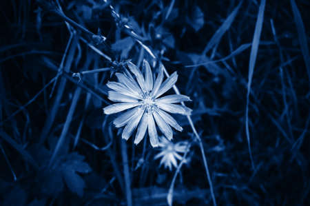 cornflower bud in the field in classic blue color. Fashionable tinted and contrasting background for design. Copy spaceの写真素材