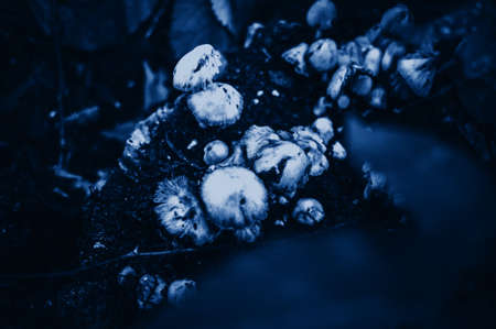 Toadstool mushrooms in the forest in classic blue color. Fashionable tinted and contrasting background for design. Copy spaceの写真素材