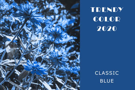 blooming aster buds in soda in the summer in classic blue. Trendy toning and contrasting background for design. Copy spaceの写真素材