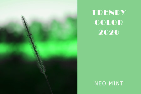 spike of barley in the field in trendy color Neo Mint. Juicy tones in a new mint color. Abstract...