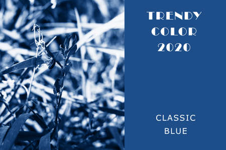 grass in the summer sunshine in a field in classic blue color. Fashionable tinted and contrasting background for design. Copy spaceの写真素材