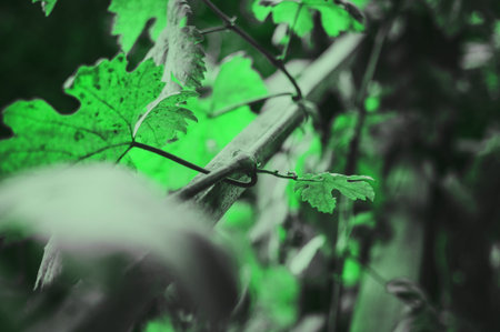 grapevine with leaves closeup in trendy color Neo Mint. Juicy tones in a new mint color. Abstract...