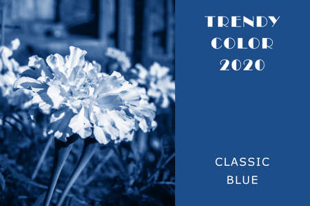flowering marigolds in soda in the summer in classic blue. Trendy toning and contrasting background for design. Copy spaceの写真素材