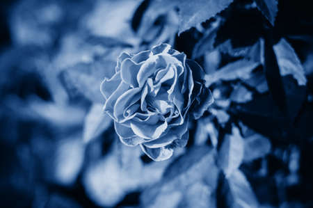 opened bud of a rose in the warm summer in the garden in classic blue. Trendy toning and contrasting background for design. Copy spaceの写真素材