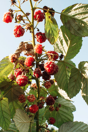 raspberries on a bush in the summer in the sun. Bottom view. Macro photo.