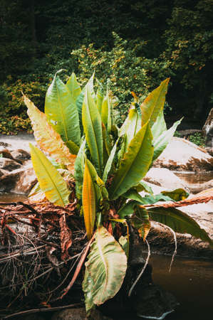 In shallow water in clear river water among the stones grow bushes with large leaves. The concept of the arrival of spring and warmth.の写真素材