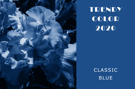 blooming iris bud in the sunshine in summer in classic blue. Fashionable tinted and contrasting...