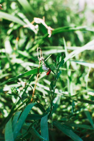 A bug soldier on the grass in a field with sunbeams, a red-black beetle, super macro mode.