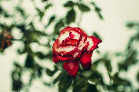 red rose bush in the snow in early spring or early winter. Template for design.の写真素材