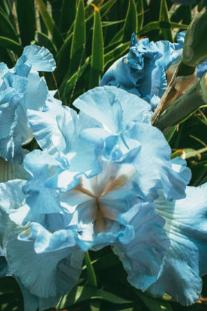 purple iris inflorescence in the garden in early warm spring. Close-up. Template for design.