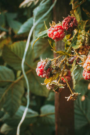 raspberries on a bush in the summer in the sun. A fly on a berry drinks its juice. Homemade natural berry.の写真素材