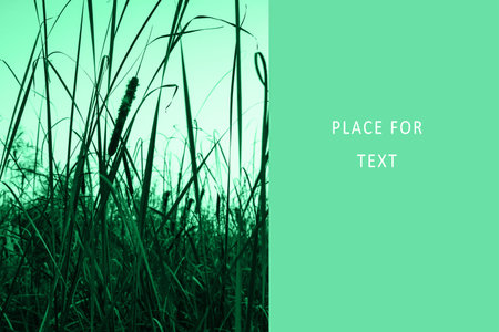 disheveled reeds in trendy Neo Mint color. Juicy tones in a new mint color. Copy space layout for...