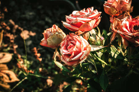 pink rose in the garden on a bush. Flowers in the garden for the holidays of mother's day, a gift for girls.の写真素材