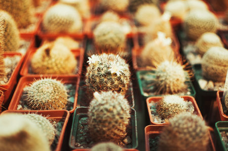 A collection of Succulents, cacti, echeveria kalanchoe and succulent house plants. Succulents are...