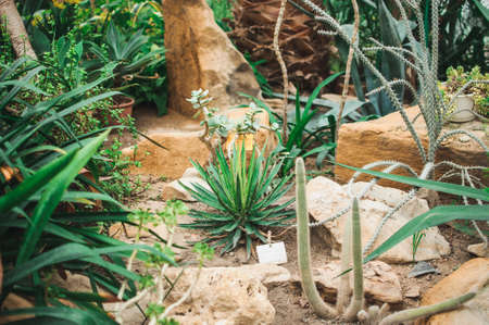 A collection of Succulents, cacti, echeveria kalanchoe and succulent house plants. Succulents are grown in greenhouses in the sun. Indoor plant concept for decoration. Selective focus.の写真素材