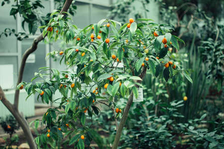 tropical flowers bloom in the botanical garden. The concept of gardening and environmentally friendly product.の写真素材