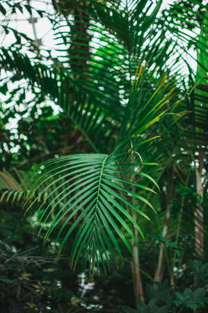 Abstract background of creative tropical leaves. Layout of green leaves from hot countries. The concept of nature, purity and oxygen.の写真素材