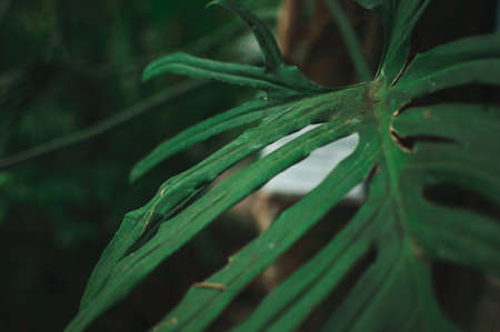Abstract background of creative tropical leaves. Layout of green leaves from hot countries. The concept of nature, purity and oxygen.の写真素材