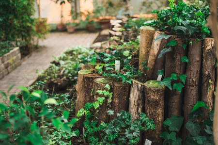 many green ivy leaves wrapping tree trunks and earth in a green botanical garden in spring. Template for design. Copy space.の写真素材