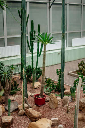 A collection of Succulents, cacti, echeveria kalanchoe and succulent house plants. Succulents are grown in greenhouses in the sun. Indoor plant concept for decoration. Selective focus.の写真素材