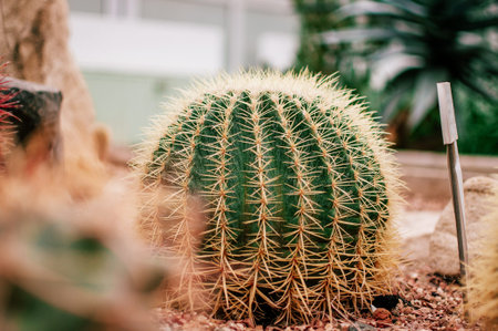 A collection of Succulents, cacti, echeveria kalanchoe and succulent house plants. Succulents are...