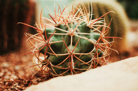 A collection of Succulents, cacti, echeveria kalanchoe and succulent house plants. Succulents are grown in greenhouses in the sun. Indoor plant concept for decoration. Selective focus.の写真素材