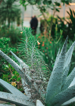 Aloe vera leaves close-up in a botanical garden. A tropical medicinal plant easily tolerates heat.