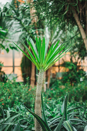Dracaena family in a botanical garden on a spring day. A houseplant of African descent.