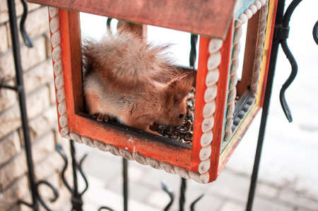 a squirrel sits in a feeding trough and eats nuts. Squirrel in a house in the winter in the botanical garden.の写真素材