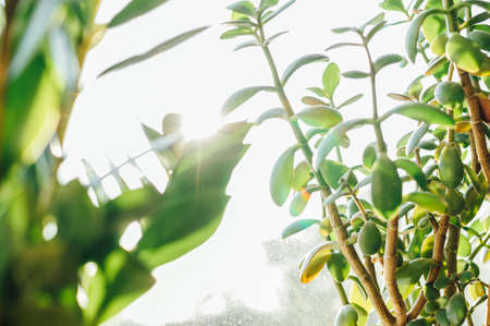 leaves of a houseplant Succulent Crassula ovata,jade plant, in the sun in summer. Money tree that brings good luck. Natural green background. Copy space.の写真素材
