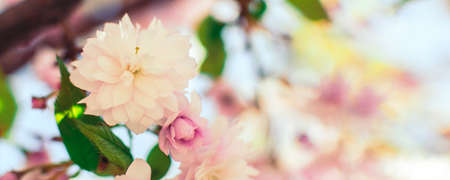 fabulous spring floral wide panoramic banner with green leaves and pink sakura flowers in a summer garden on a blurry sunny background. Spring background. Copy space.の写真素材