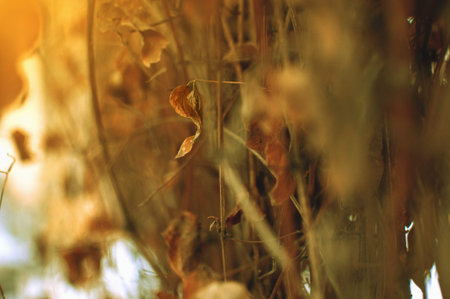background of dry leaves of a plant in autumn in the sun. Template for design. Copy space.
