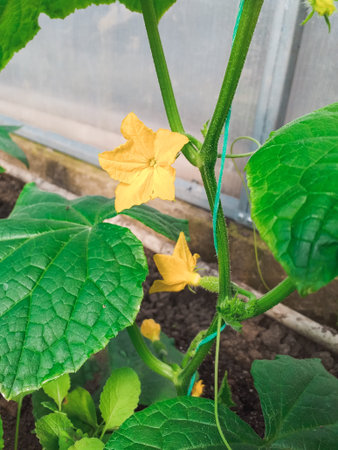 Young fresh seedling of cucumber grown in the open field. plantations of cucumbers. Growing cucumbers in greenhouses. Work with plants, growing organic vegetables.の写真素材