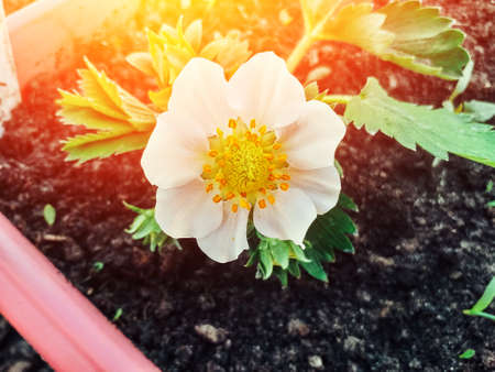 White flowers of strawberries, buds and green leaves in spring bloom in green grass. Top view, selective focus. Concept of gardening in a greenhouse.の写真素材