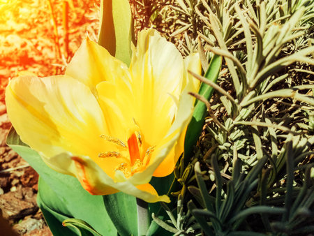 Beautiful view of a colorful yellow tulip flowering in a garden and green grass landscape under...