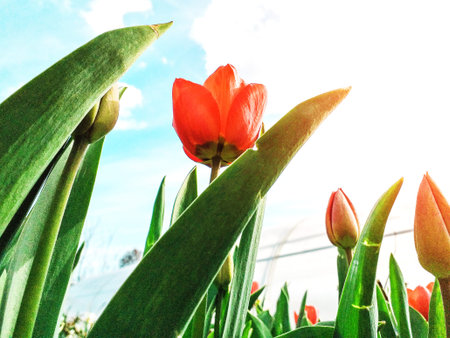 Beautiful view of a colorful red tulip flowering in a garden and green grass landscape under natural...