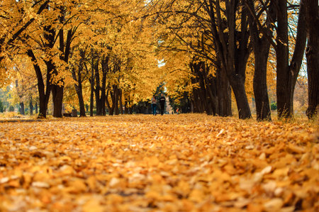 Autumn sunny landscape. The road to the autumn park with trees and fallen autumn leaves on the...