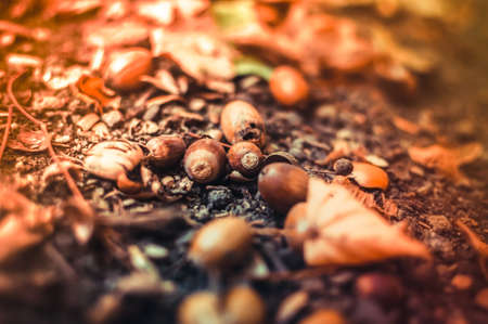 Fallen acorns with hats lie on the ground in the forest among the leaves. Textural background and natural materials with selective focus and bokeh. Copy spaceの写真素材