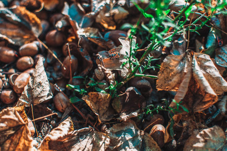Fallen acorns with hats lie on the ground in the forest among leaves and green grass. Textural...