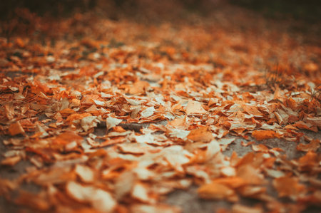 Fallen yellow leaves lying on the ground closeup background detail - Golden autumn colorful season changing concept nature scene scene wallpaper. Selective focus.の写真素材