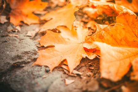 Maple leaves lie on the stone blocks in the park. The cold season of autumn. Time before halloween. The concept of the autumn period. Copy space.の写真素材