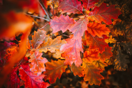 Autumn landscape background. Red autumn oak leaves in a young forest early in the morning at...