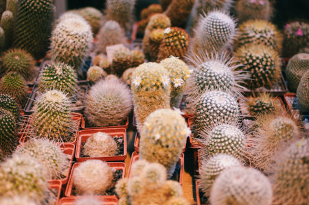 A collection of Succulents, cacti, echeveria kalanchoe and succulent house plants. Succulents are grown in greenhouses in the sun. Indoor plant concept for decoration. Selective focus.の写真素材