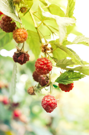 ripe red raspberries ripening on the bush. The berry bush is illuminated by the sun's rays....