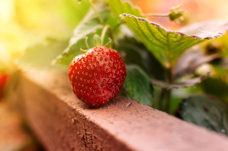 Close up ripe strawberries in vegetable garden with blurred green nature background, soft focus in strawberry garden.With copy space and warm bright sun.The concept of collecting ripe and ripe berries.の写真素材