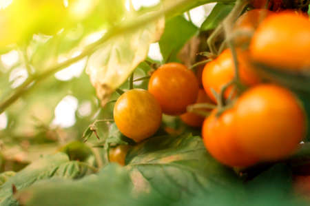 Many yellow cherry tomatoes in a greenhouse in the sun. Mini tomatoes. Bunches of tasty and juicy tomatoes in the garden. Photo of growing healthy organic tomatoes in your garden.の写真素材