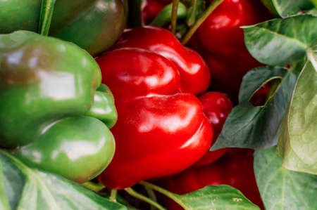 Beautiful big growing sweet peppers in a close-up. Fresh juicy red paprika surrounded by green peppers that are not ripe. Agriculture - large sweet peppers, good harvest.の写真素材