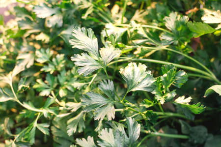 In the greenhouse, parsley grows in the sun. Green Background Parsley Leaves Close Top View Harvest Conceptの写真素材